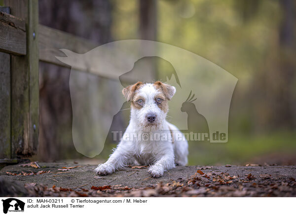 adult Jack Russell Terrier / MAH-03211