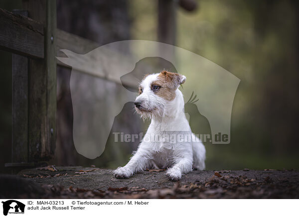 ausgewachsener Jack Russell Terrier / adult Jack Russell Terrier / MAH-03213
