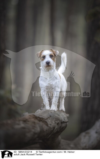 ausgewachsener Jack Russell Terrier / adult Jack Russell Terrier / MAH-03214