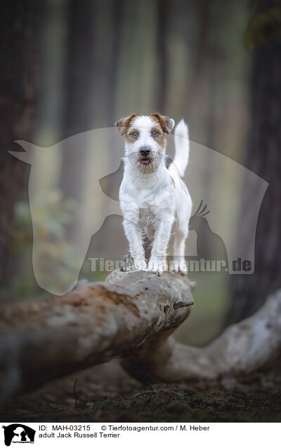 ausgewachsener Jack Russell Terrier / adult Jack Russell Terrier / MAH-03215