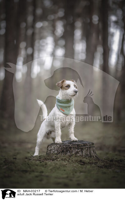 ausgewachsener Jack Russell Terrier / adult Jack Russell Terrier / MAH-03217