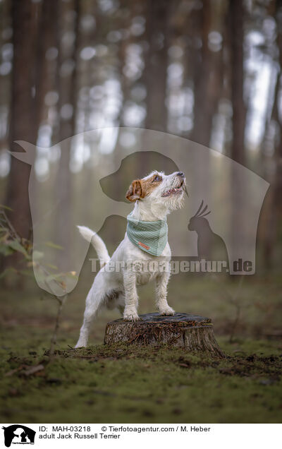ausgewachsener Jack Russell Terrier / adult Jack Russell Terrier / MAH-03218