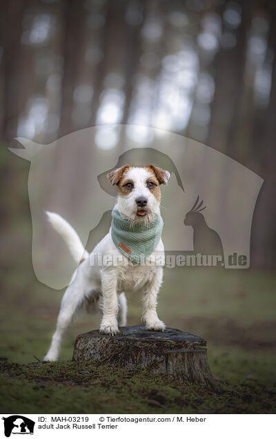 ausgewachsener Jack Russell Terrier / adult Jack Russell Terrier / MAH-03219