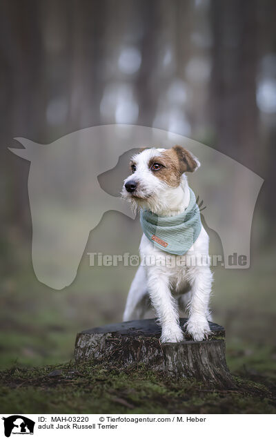 adult Jack Russell Terrier / MAH-03220