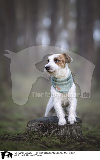 ausgewachsener Jack Russell Terrier / adult Jack Russell Terrier / MAH-03220