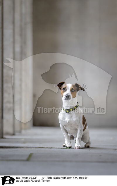 adult Jack Russell Terrier / MAH-03221