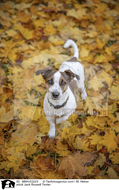 adult Jack Russell Terrier / MAH-03223