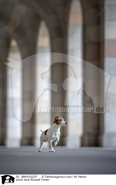 ausgewachsener Jack Russell Terrier / adult Jack Russell Terrier / MAH-03227