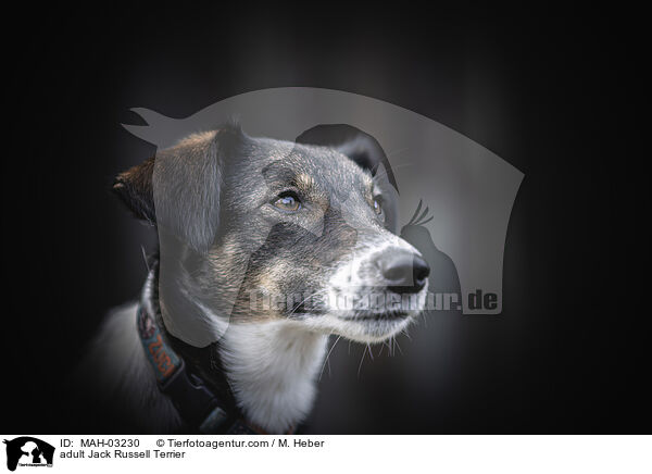 ausgewachsener Jack Russell Terrier / adult Jack Russell Terrier / MAH-03230
