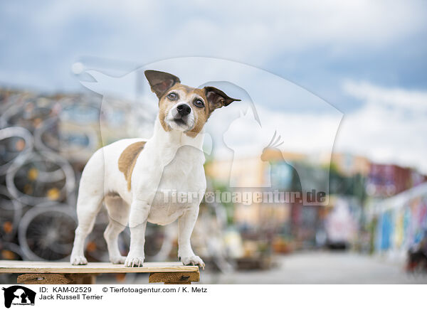 Jack Russell Terrier / KAM-02529