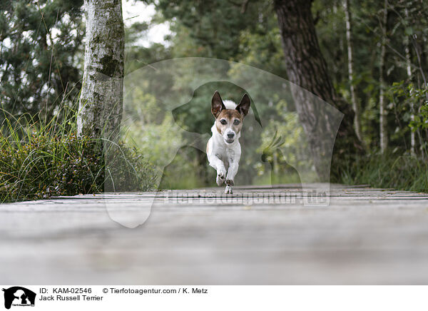 Jack Russell Terrier / Jack Russell Terrier / KAM-02546