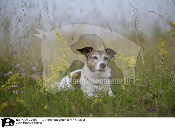 Jack Russell Terrier / Jack Russell Terrier / KAM-02557
