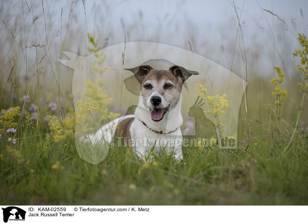 Jack Russell Terrier / Jack Russell Terrier / KAM-02559