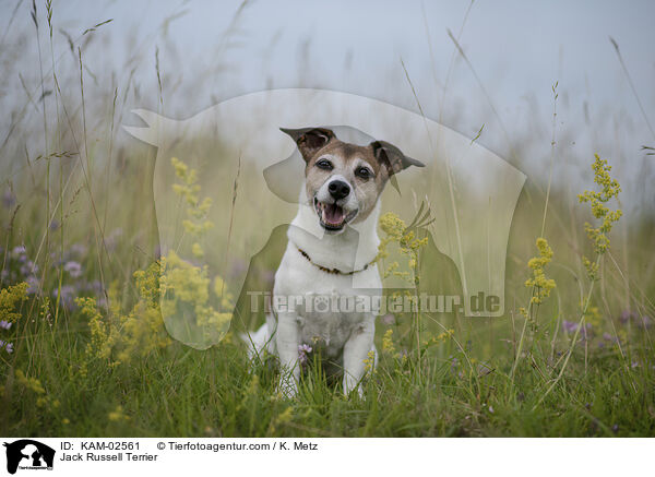 Jack Russell Terrier / KAM-02561