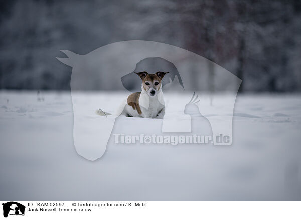 Jack Russell Terrier in snow / KAM-02597