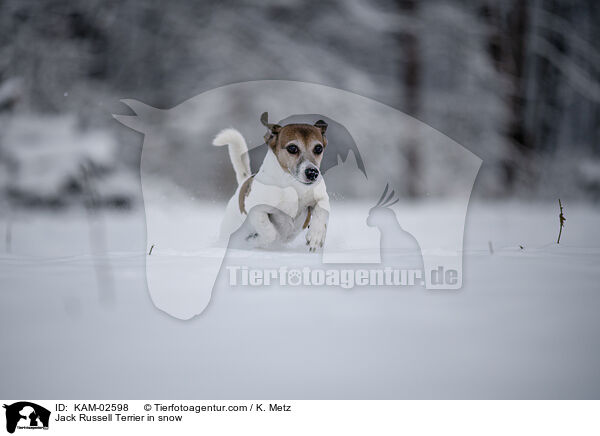 Jack Russell Terrier in snow / KAM-02598