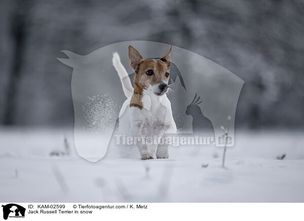 Jack Russell Terrier in snow / KAM-02599