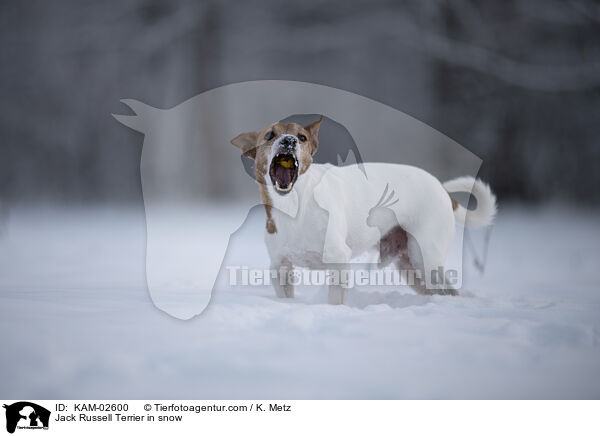 Jack Russell Terrier in snow / KAM-02600