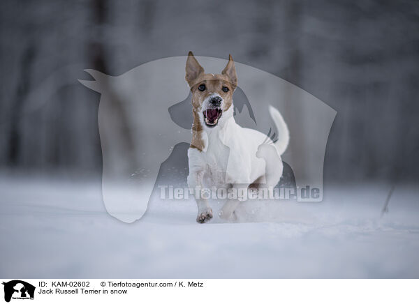 Jack Russell Terrier im Schnee / Jack Russell Terrier in snow / KAM-02602
