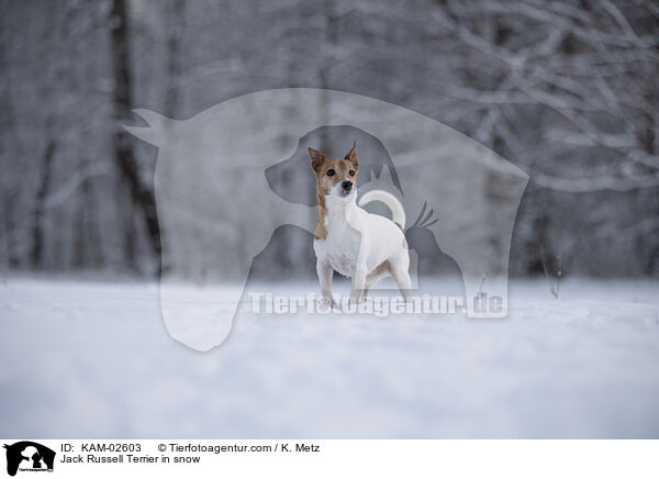 Jack Russell Terrier im Schnee / Jack Russell Terrier in snow / KAM-02603