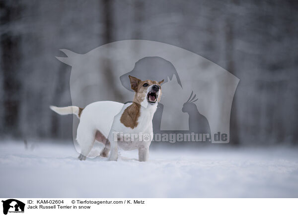 Jack Russell Terrier im Schnee / Jack Russell Terrier in snow / KAM-02604