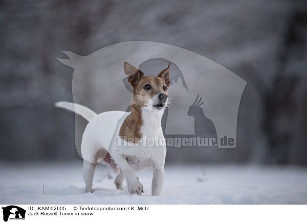 Jack Russell Terrier im Schnee / Jack Russell Terrier in snow / KAM-02605