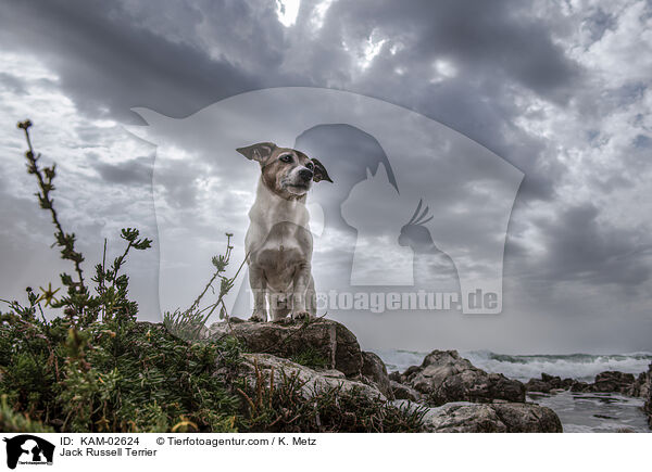 Jack Russell Terrier / KAM-02624