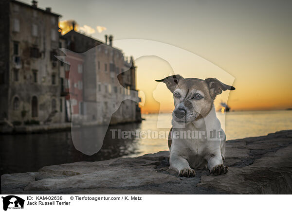 Jack Russell Terrier / Jack Russell Terrier / KAM-02638