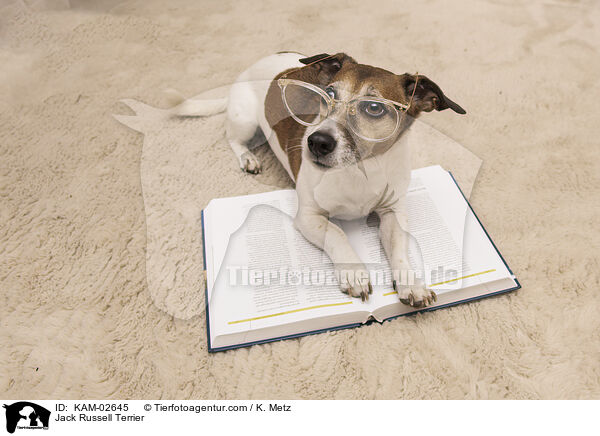 Jack Russell Terrier / Jack Russell Terrier / KAM-02645