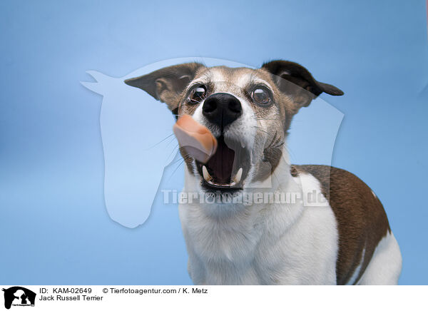 Jack Russell Terrier / Jack Russell Terrier / KAM-02649