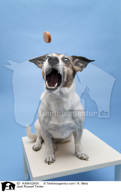 Jack Russell Terrier / KAM-02650