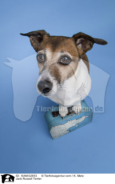 Jack Russell Terrier / KAM-02653