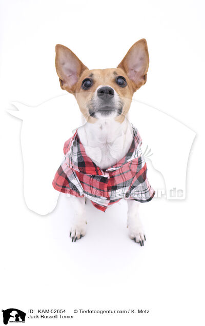 Jack Russell Terrier / Jack Russell Terrier / KAM-02654