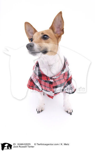 Jack Russell Terrier / Jack Russell Terrier / KAM-02655