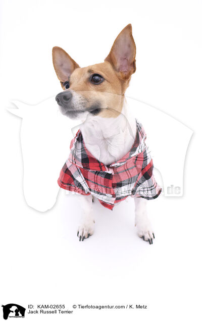 Jack Russell Terrier / KAM-02655