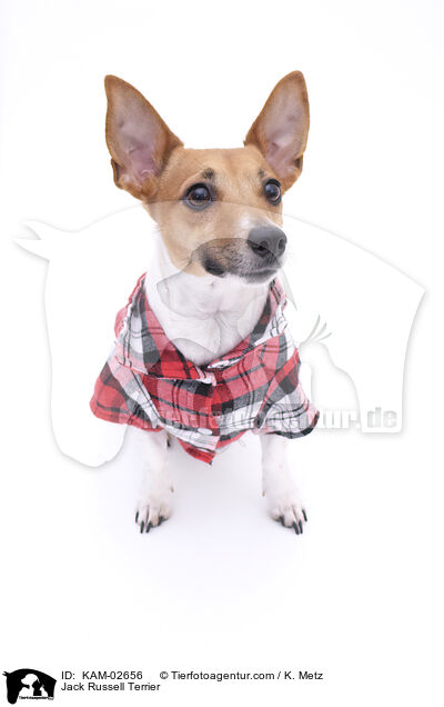 Jack Russell Terrier / Jack Russell Terrier / KAM-02656