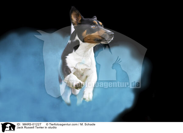 Jack Russell Terrier im Studio / Jack Russell Terrier in studio / MARS-01227