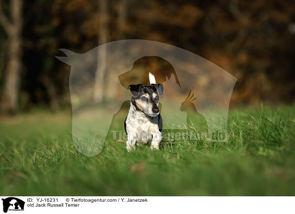 Jack Russell Terrier Senior / old Jack Russell Terrier / YJ-16231