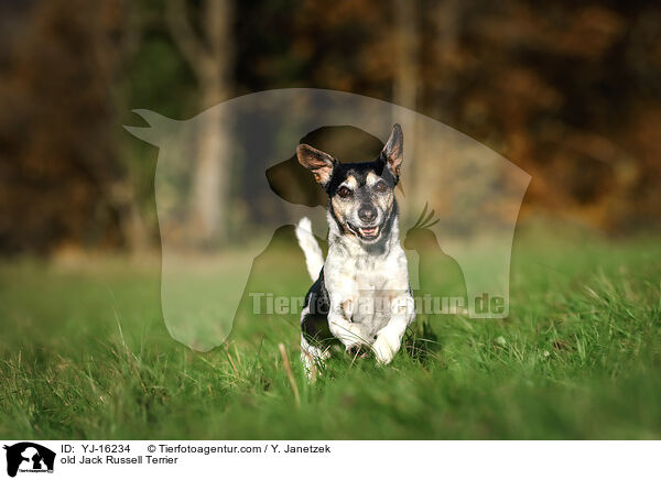 Jack Russell Terrier Senior / old Jack Russell Terrier / YJ-16234