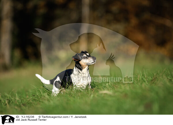 Jack Russell Terrier Senior / old Jack Russell Terrier / YJ-16236