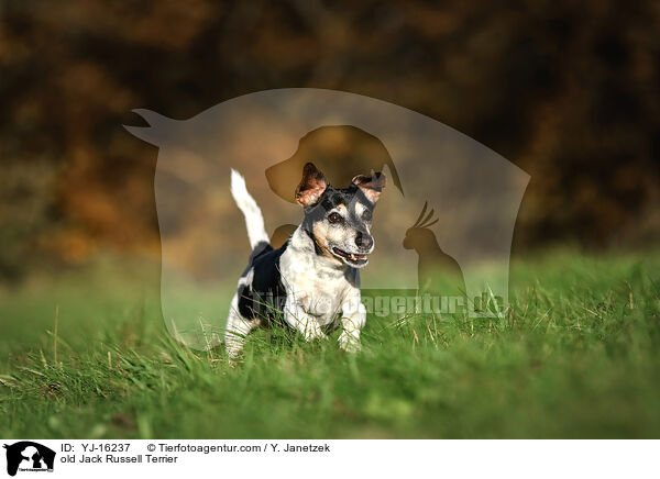 old Jack Russell Terrier / YJ-16237
