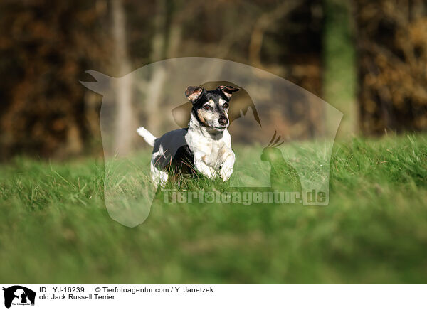 Jack Russell Terrier Senior / old Jack Russell Terrier / YJ-16239