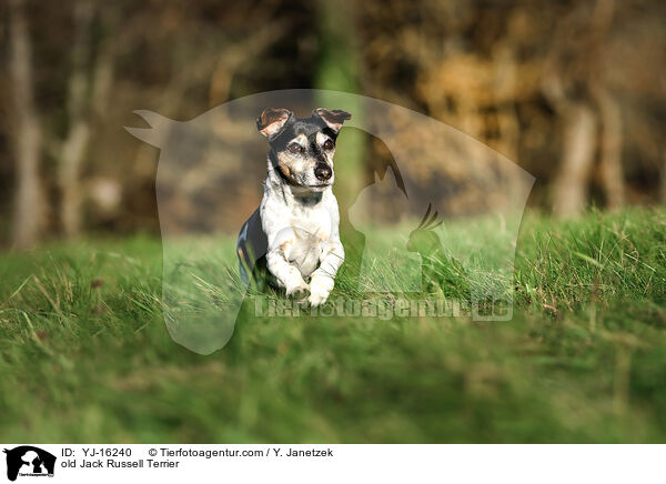 Jack Russell Terrier Senior / old Jack Russell Terrier / YJ-16240