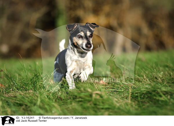 Jack Russell Terrier Senior / old Jack Russell Terrier / YJ-16241