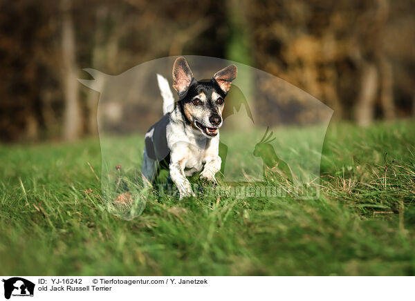 Jack Russell Terrier Senior / old Jack Russell Terrier / YJ-16242