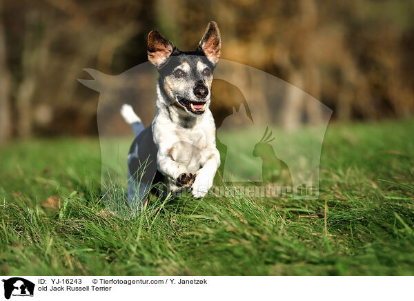 old Jack Russell Terrier / YJ-16243
