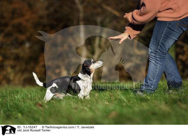 old Jack Russell Terrier / YJ-16247