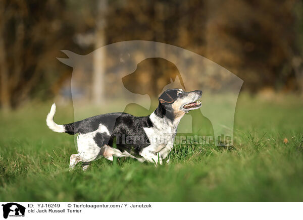Jack Russell Terrier Senior / old Jack Russell Terrier / YJ-16249