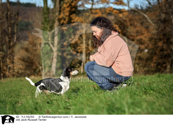 old Jack Russell Terrier / YJ-16250