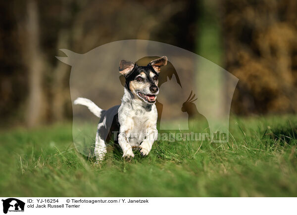 Jack Russell Terrier Senior / old Jack Russell Terrier / YJ-16254